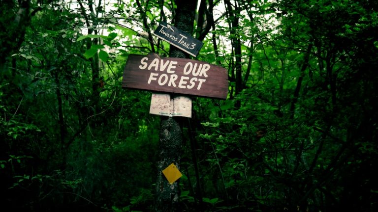 Embrace the Wilderness: A Beginner’s Guide to Outdoor Adventures